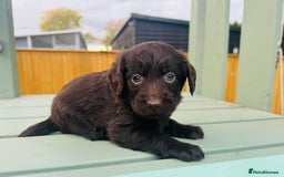 Labradoodle dogs for sale: Chocolate Merle Labradoodle Babies 🐾🐾🐾 - Advert 8