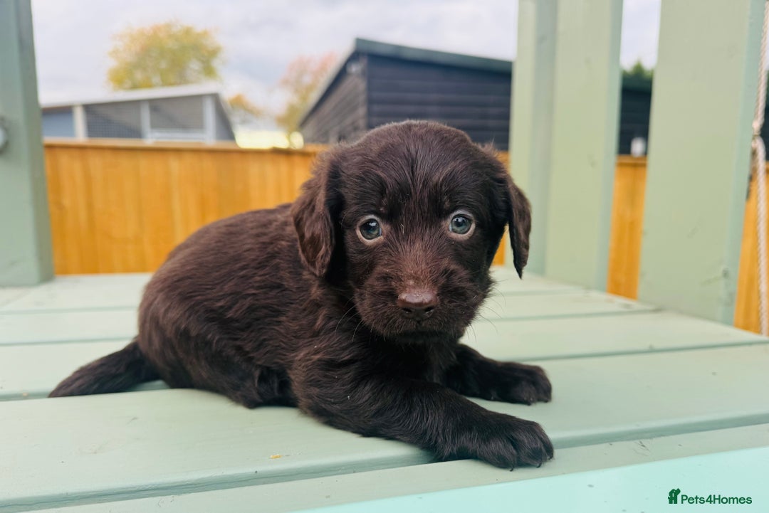Labradoodle dogs for sale: Chocolate Merle Labradoodle Babies 🐾🐾🐾 - Advert 8