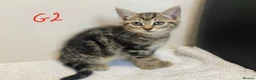 European cats for sale: Beautiful kittens for sale - Advert 12