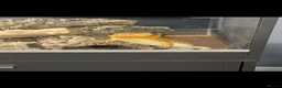 Bearded Dragon reptiles for sale: Bearded Dragon AND FULL SETUP - Advert 3