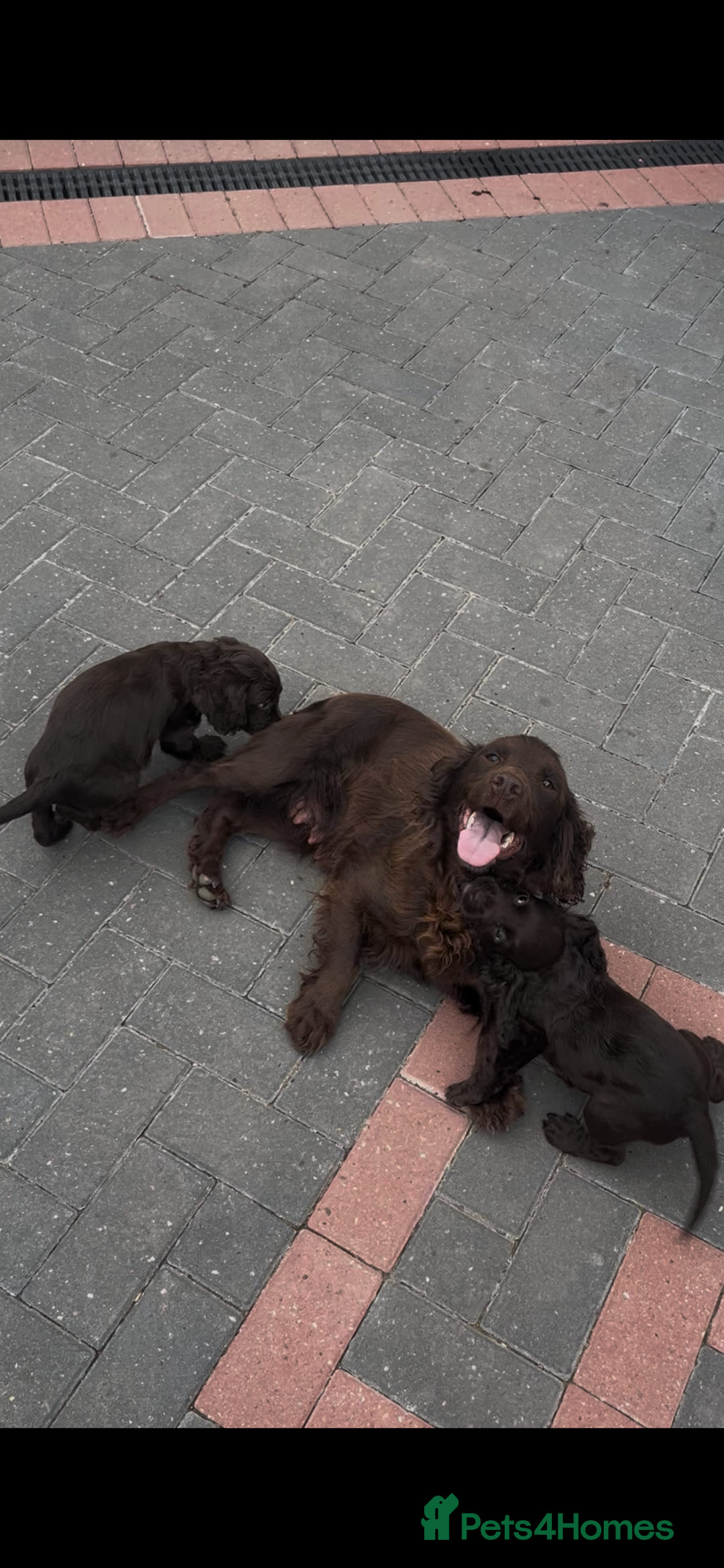 Cocker Spaniel dogs for sale: Cocker spaniel pups - Image 15
