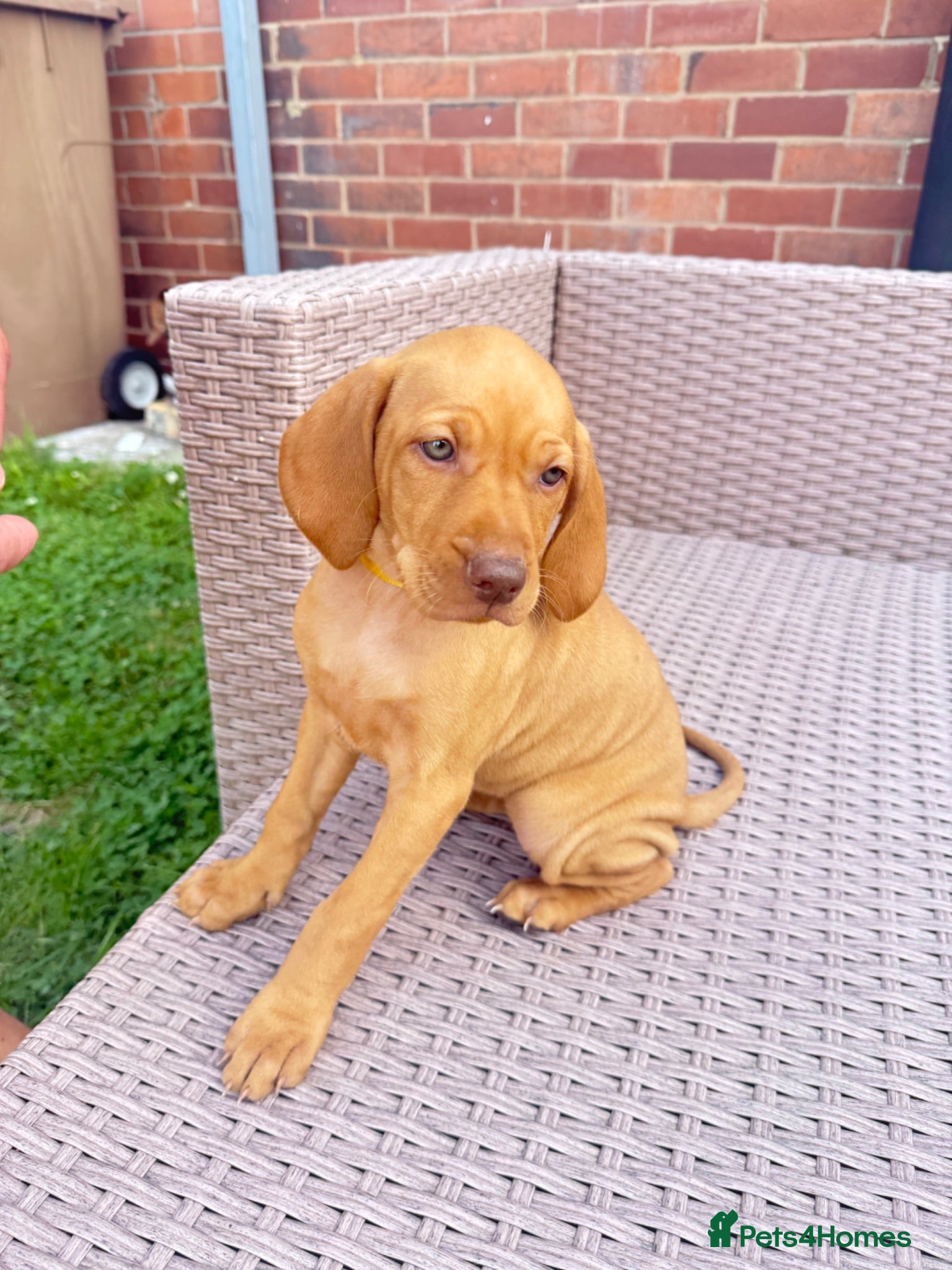 Hungarian Vizsla dogs KC Registered Hungarian Viszla litter  - Advert 2