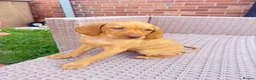 Hungarian Vizsla dogs for sale: KC Registered Hungarian Viszla litter  - Advert 6