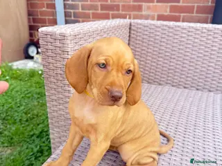 Hungarian Vizsla dogs KC Registered Hungarian Viszla litter - Advert 2