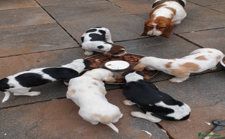 Basset Hound dogs - Advert 1
