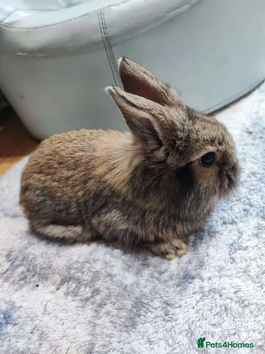Mixed Breed rabbits for sale: A cute little rabbit - Advert 8