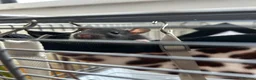 Rat rodents for sale: Pair of female rats  - Advert 4