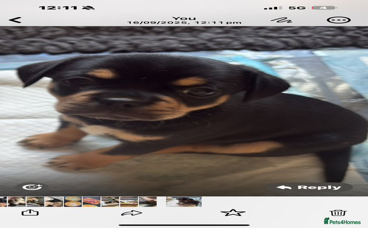 Mixed Breed dogs - Advert 10