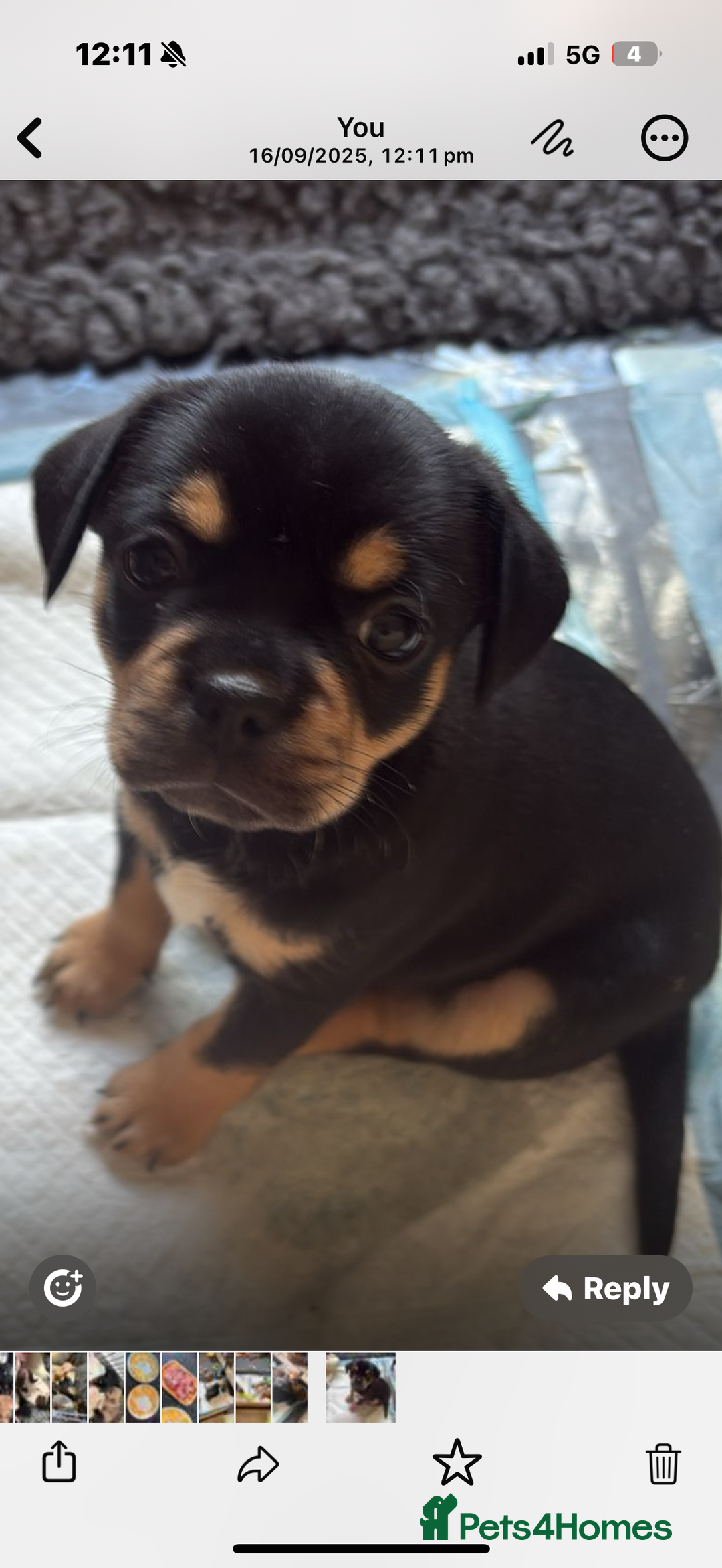 Mixed Breed dogs for sale: French bullhuahua - Image 8