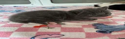Mixed Breed cats for sale: Beautiful half Maine coon ginger and grey kittens  - Advert 20
