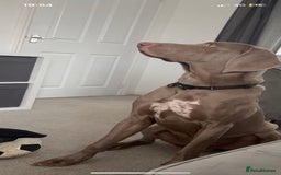 Weimaraner dogs for sale: Hugo  - Image 2