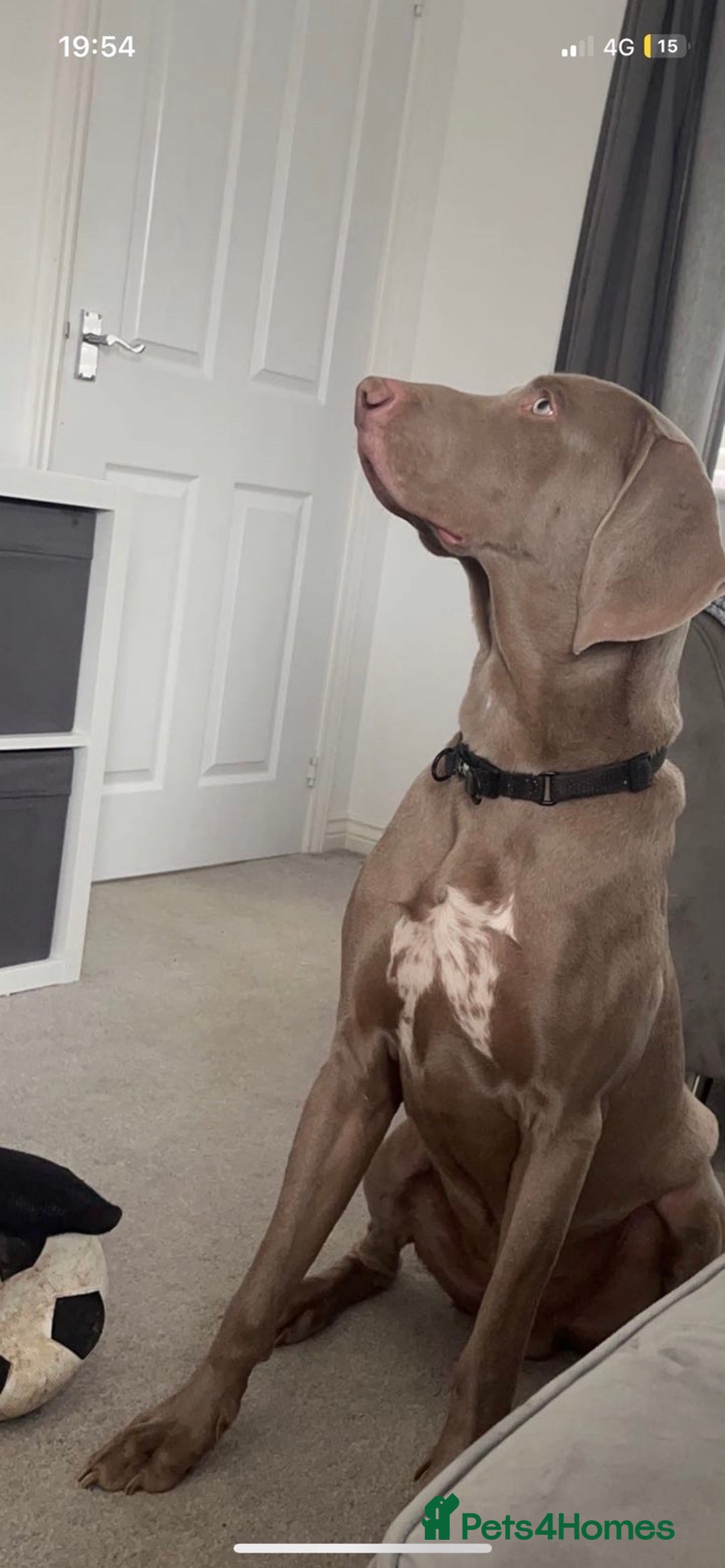 Weimaraner dogs for sale: Hugo  - Image 2