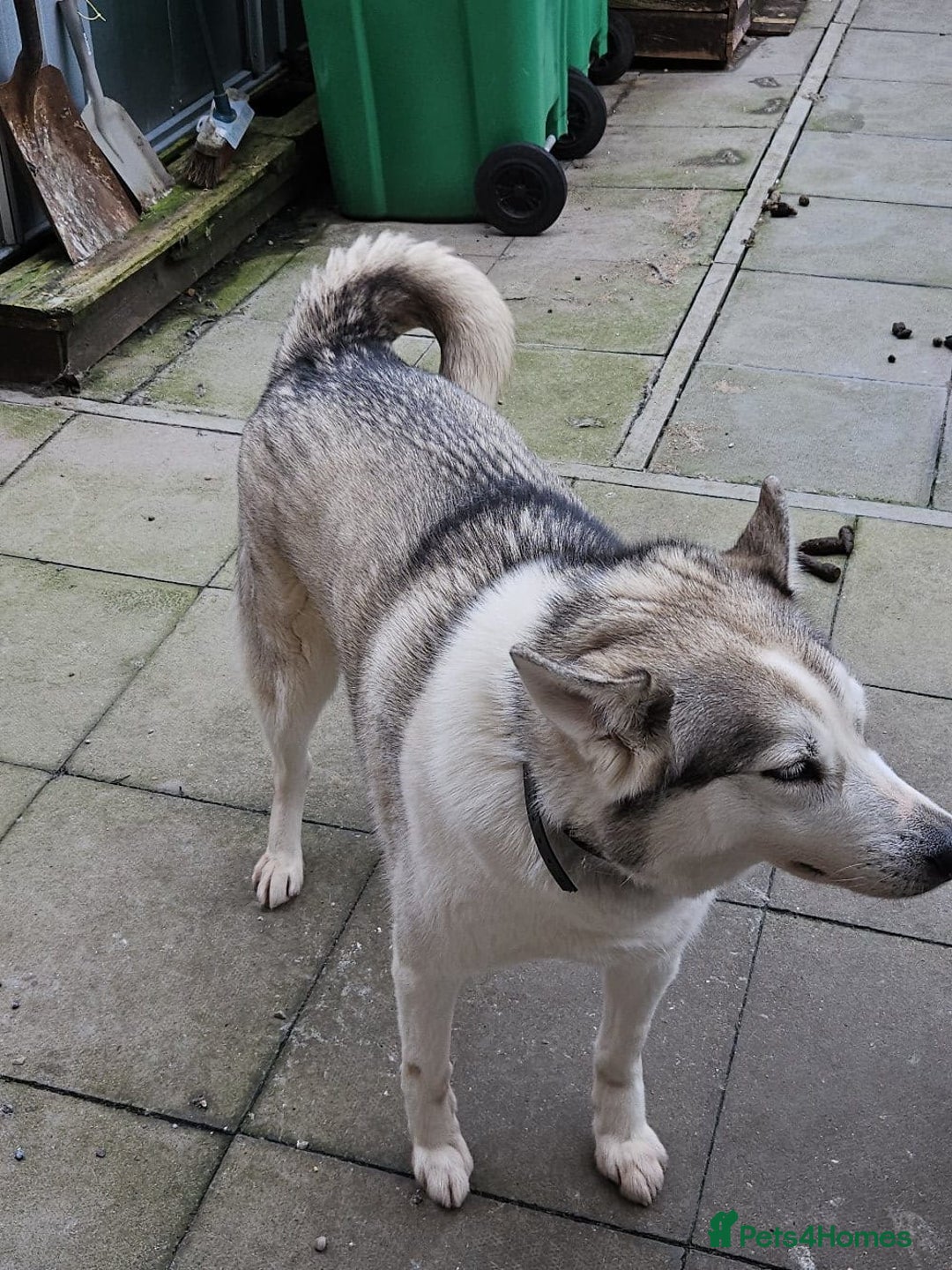 Siberian Husky dogs for sale: FREE- mother and son for rehoming - Advert 2