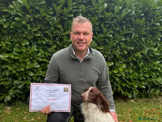 English Springer Spaniel dogs Sire Field trial winner - Advert 7