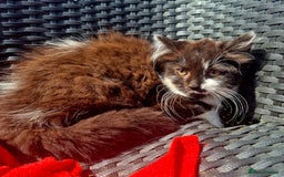 Mixed Breed cats for sale: Beautiful kittens - Image 4