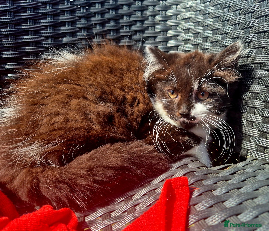 Mixed Breed cats for sale: Beautiful kittens - Image 4