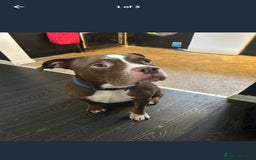 Mixed Breed dogs for sale: Staff x american bull boy in need of a home - Image 6