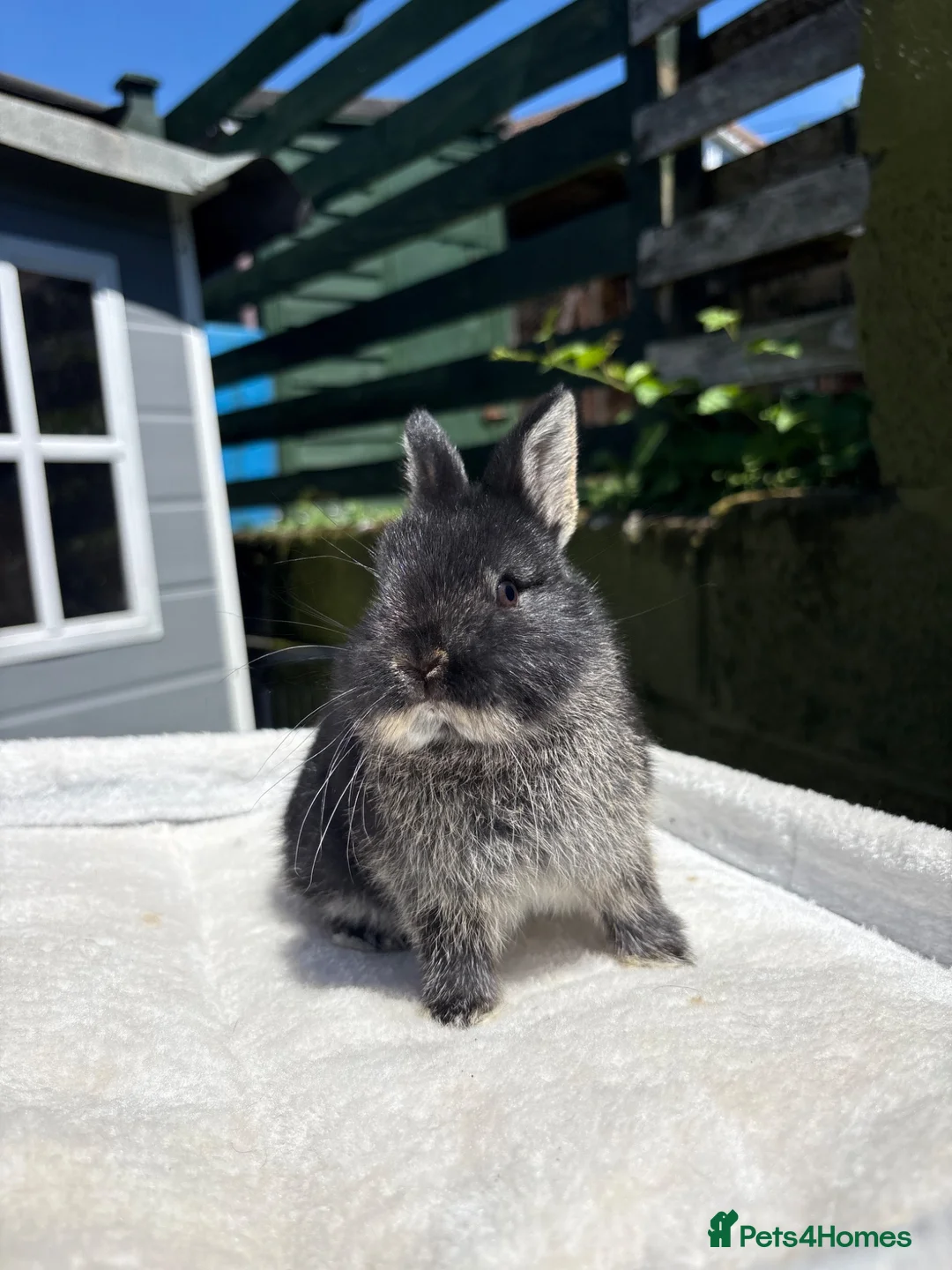 Netherland Dwarf rabbits for sale: Outstanding type and super Friendly  - Advert 2