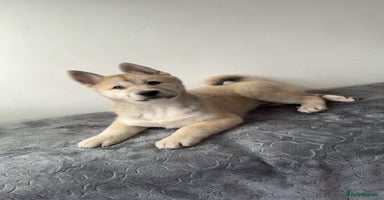 Siberian Husky dogs in Bewdley - Advert 4