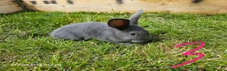 Mixed Breed rabbits for sale: Mini Lop / Rex Babies - Advert 6
