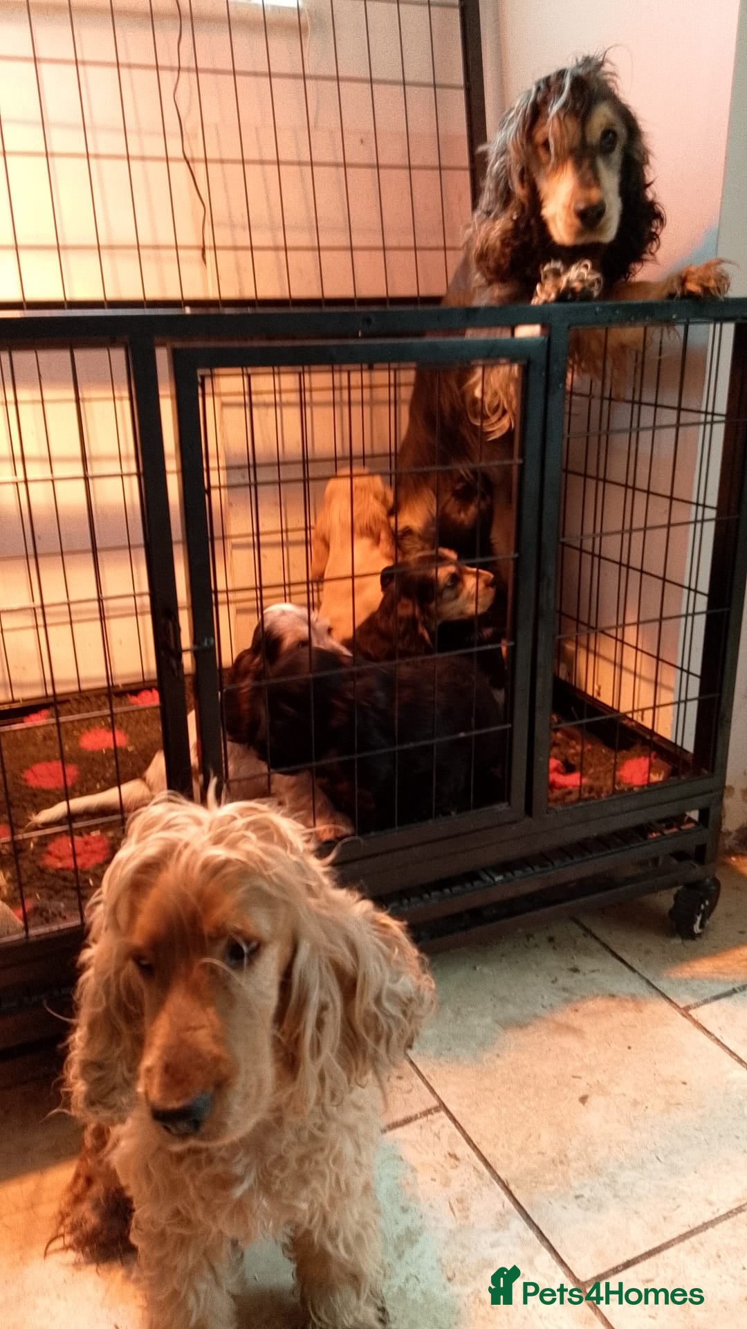 Cocker Spaniel dogs for sale: KC Registered Show type Cocker Spaniels  - Image 40
