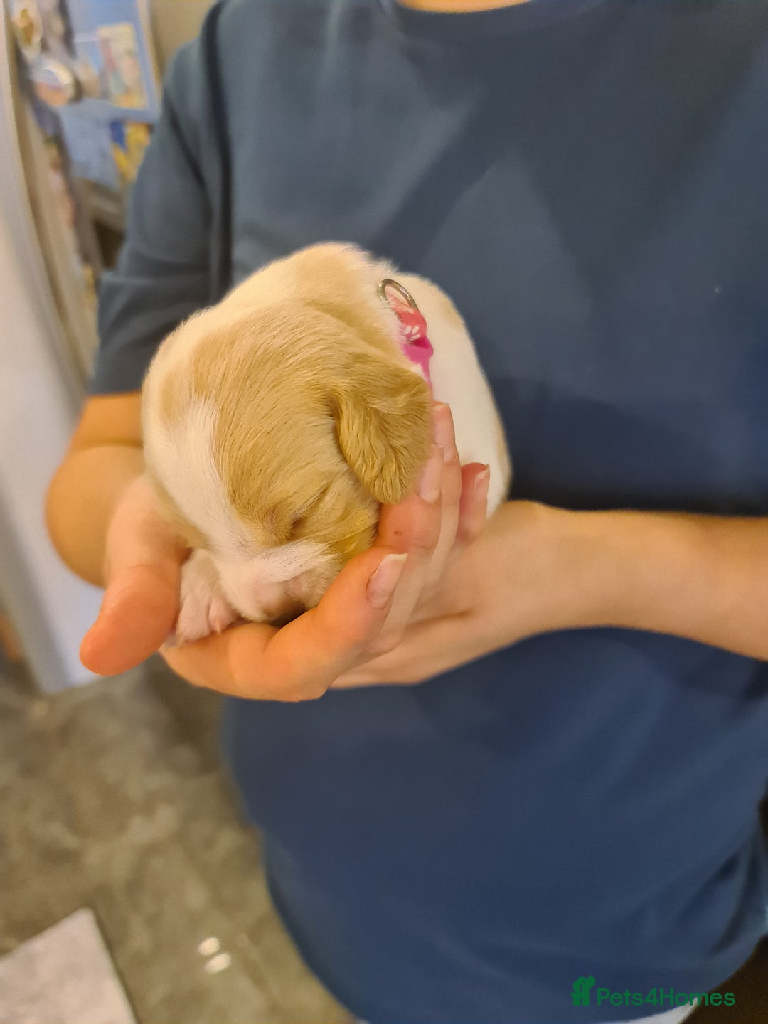 Beagle dogs for sale:  Beagles Puppies  - Image 5