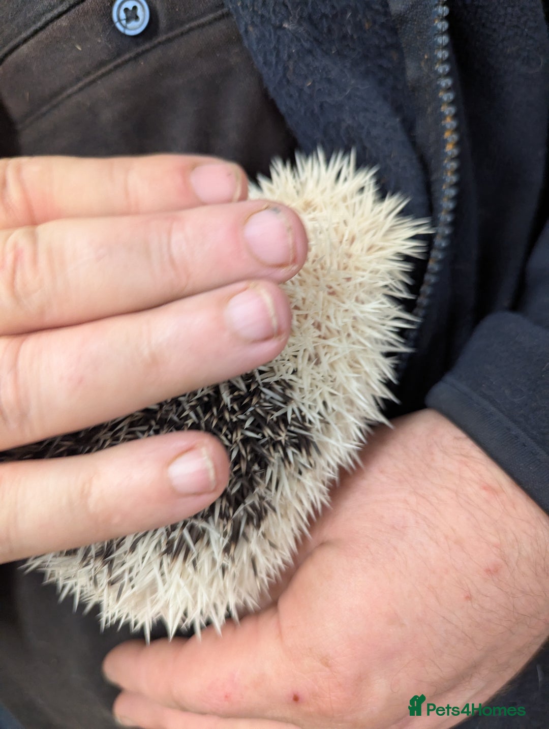 Pygmy Hedgehog rodents for sale: Reverse Pinto Male African Pygmy Hedgehog - Advert 3