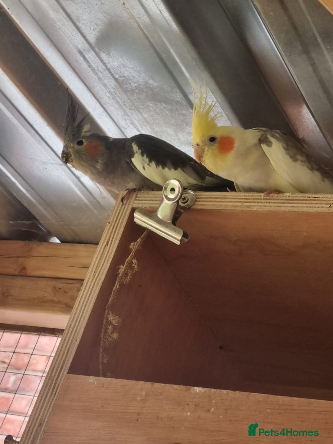 Cockatiels birds for sale: Breeding Pair of Cockatiels - Image 10