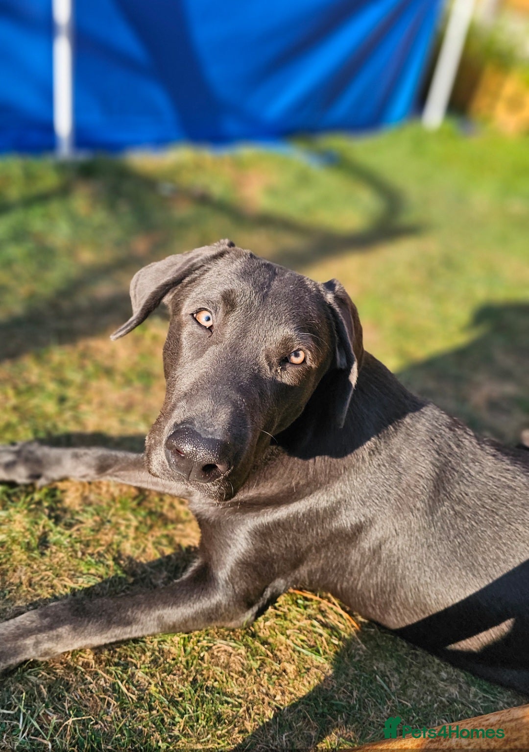 Labrador Retriever dogs Charcoal Labrador Retriever  - Advert 7