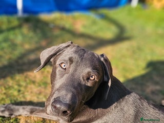 Labrador Retriever dogs - Advert 27