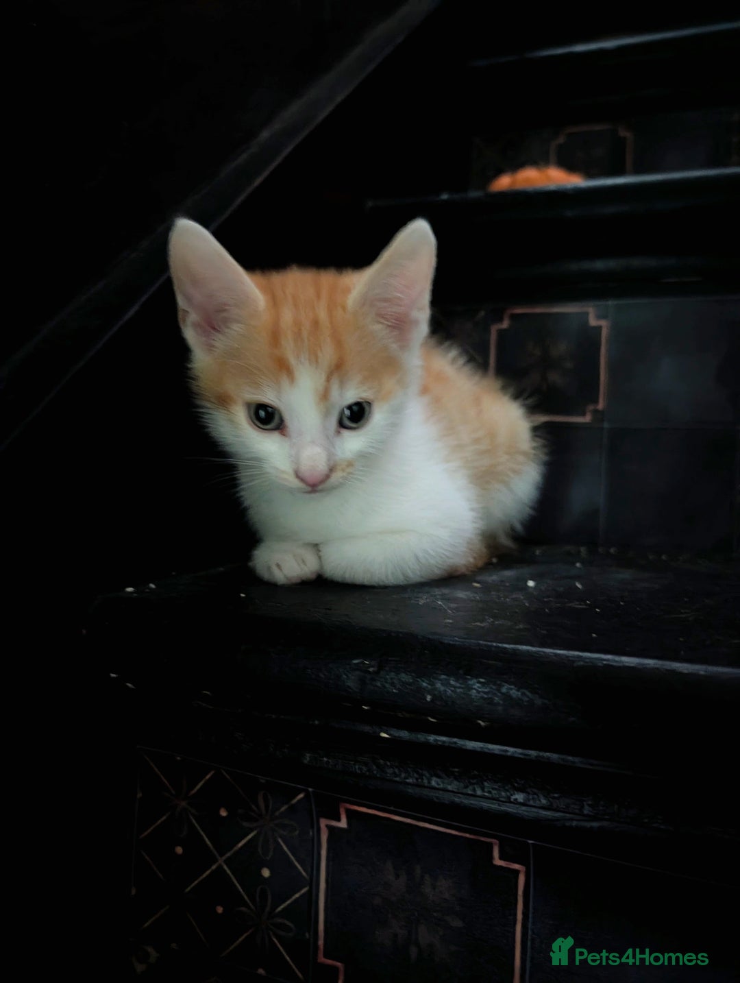 Mixed Breed cats for sale: Re available* ginger male for sale  - Advert 5