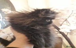 Persian cats for sale: READY NOW!! Exquisite Persian Kittens - Image 13