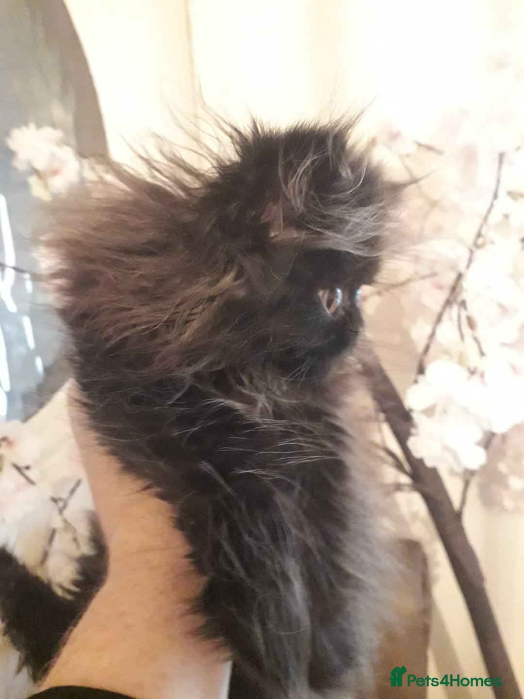 Persian cats for sale: READY NOW!! Exquisite Persian Kittens - Image 13