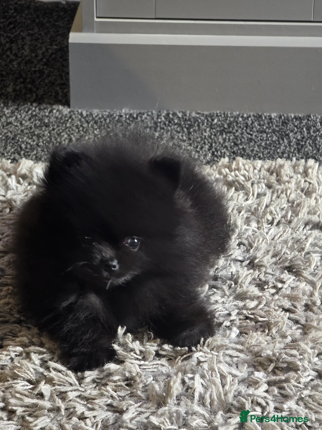Pomeranian dogs for sale: 8 week old female black pomeranian in Manchester - Advert 2