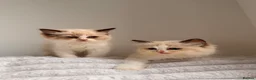 Ragdoll cats for sale: Stunning READY TO LEAVE RAGDOLLS - Advert 10