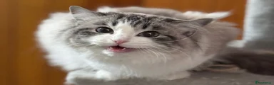 Nova