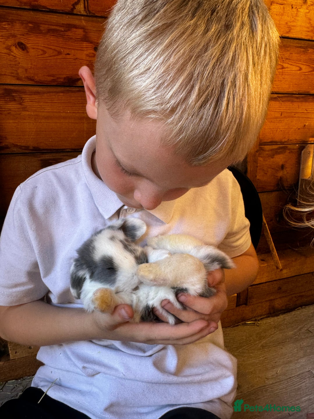 French Lop rabbits for sale: 🩵Stunning litter pure bred blue eye French lops🩵 - Image 3