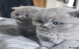 British Shorthair cats for sale: British shorthair/scottish fold cross kittens - Image 10