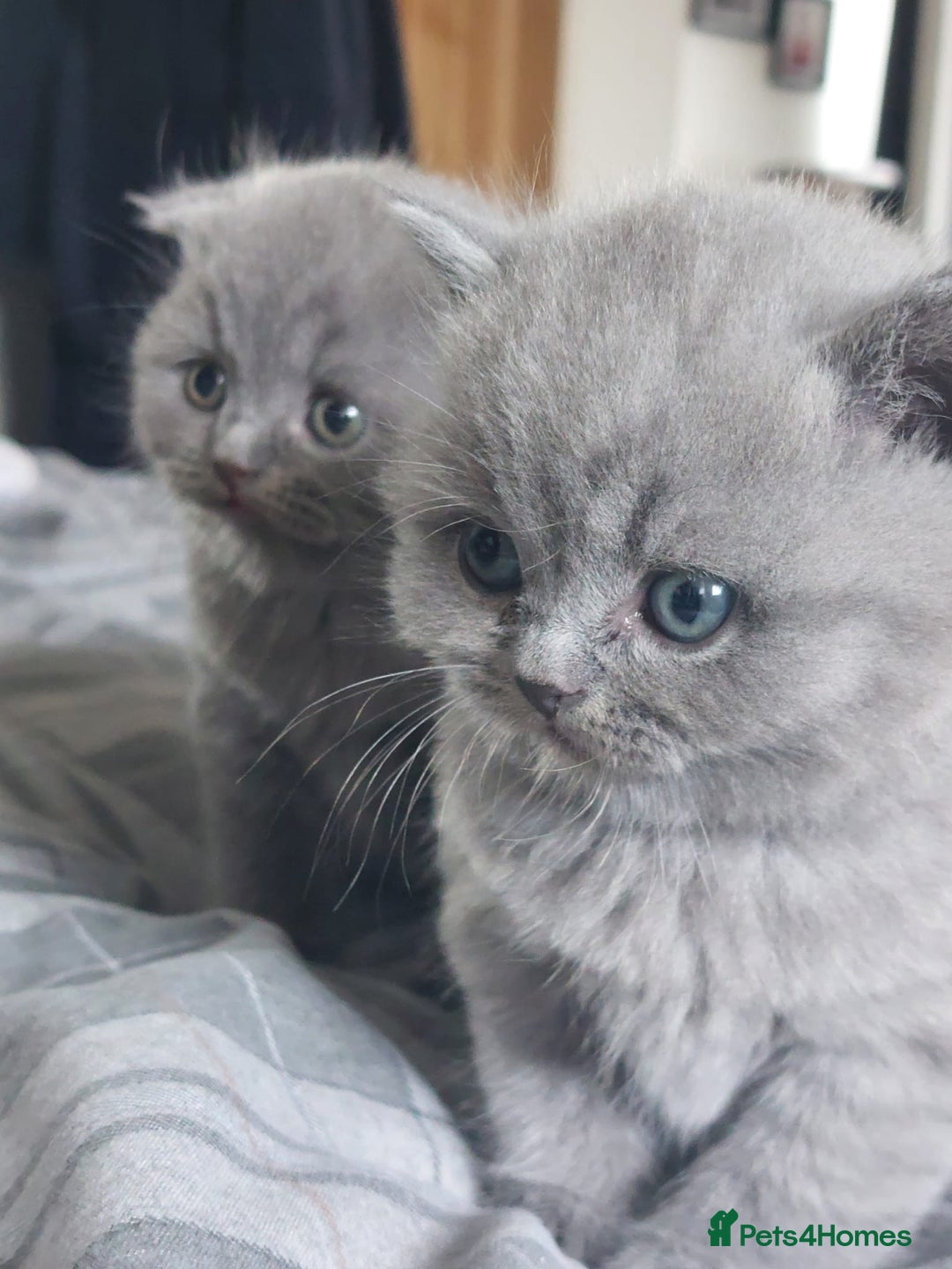 British Shorthair cats for sale: British shorthair/scottish fold cross kittens - Image 10