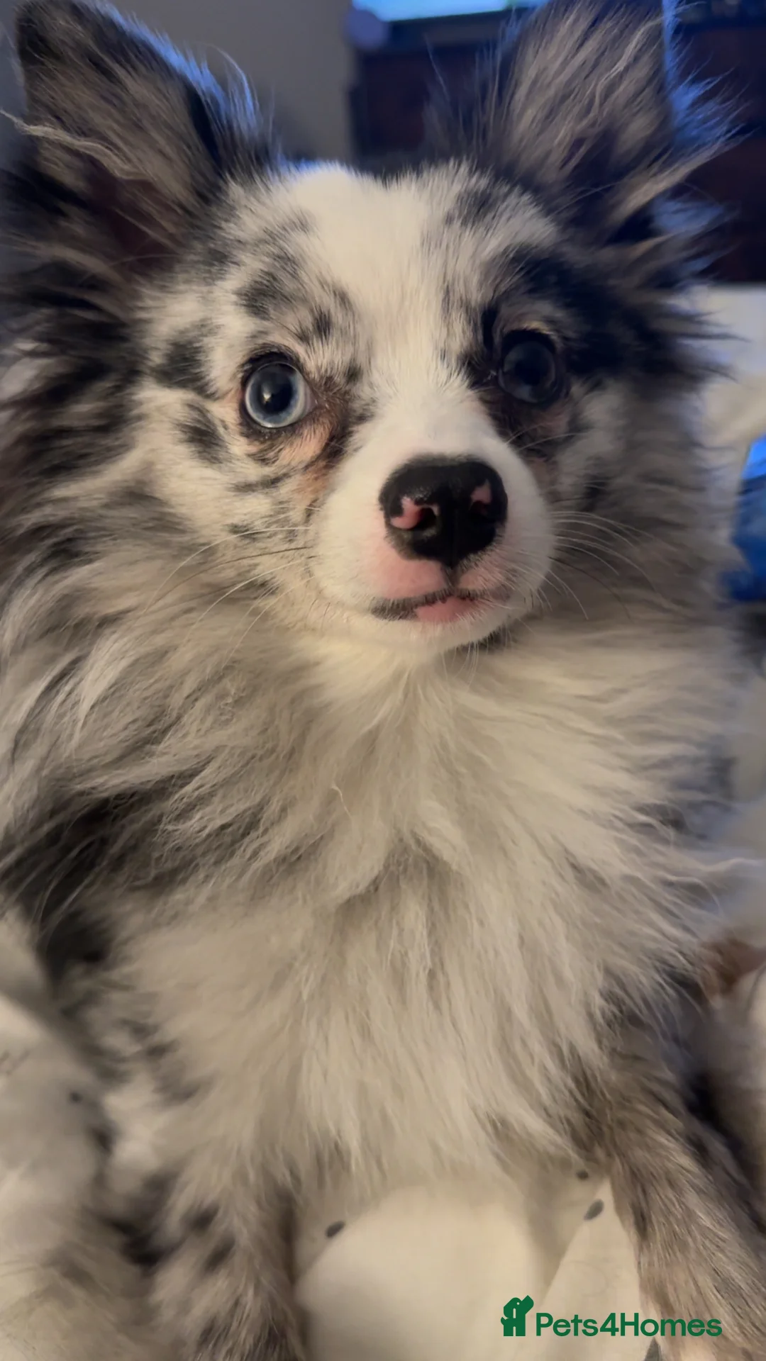 Pomchi dogs for sale: Pomchi for Sale - Advert 3