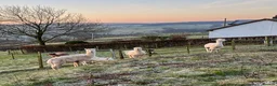 Alpaca livestock for sale: 6 Mixed aged Female Alpacas  in Darvel - Advert 4