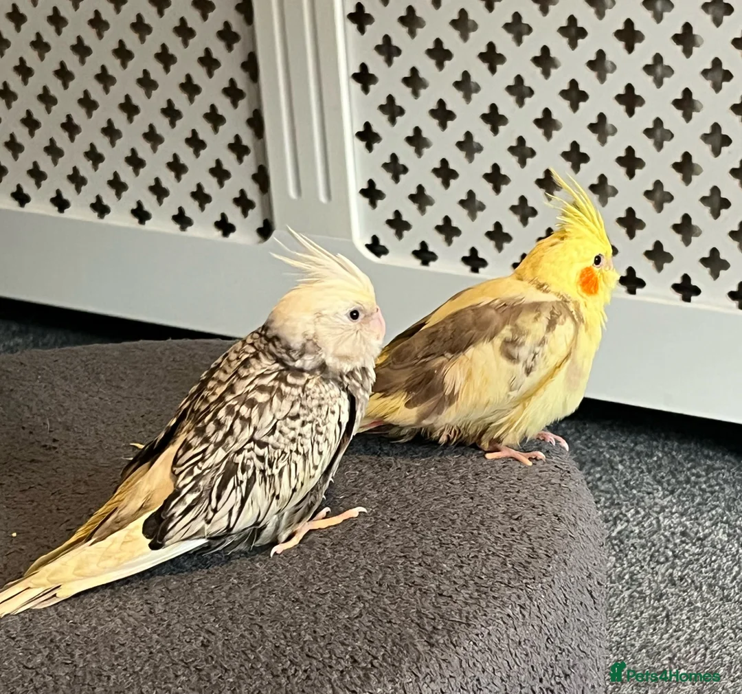 Cockatiels birds for sale: Hand reared and tamed baby cockatiels  - Advert 15