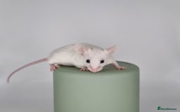 Mouse rodents for sale: Fancy Mice - Image 5