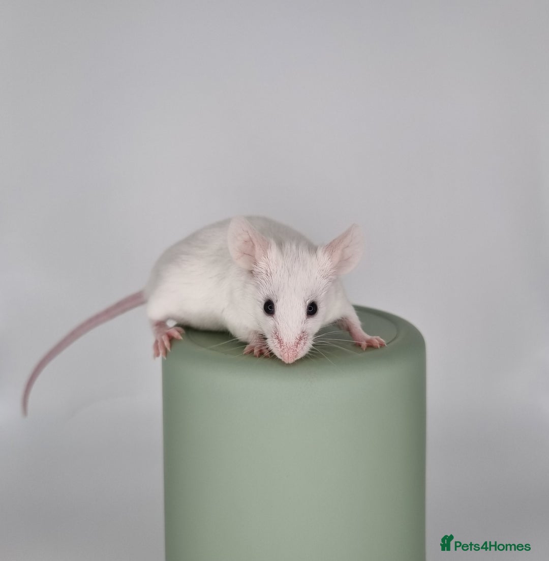 Mouse rodents for sale: Fancy Mice - Image 5