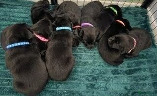 Labrador Retriever dogs 🖤 KC REGISTERED BLACK LABRADOR PUPPIES 🖤 - Advert 18
