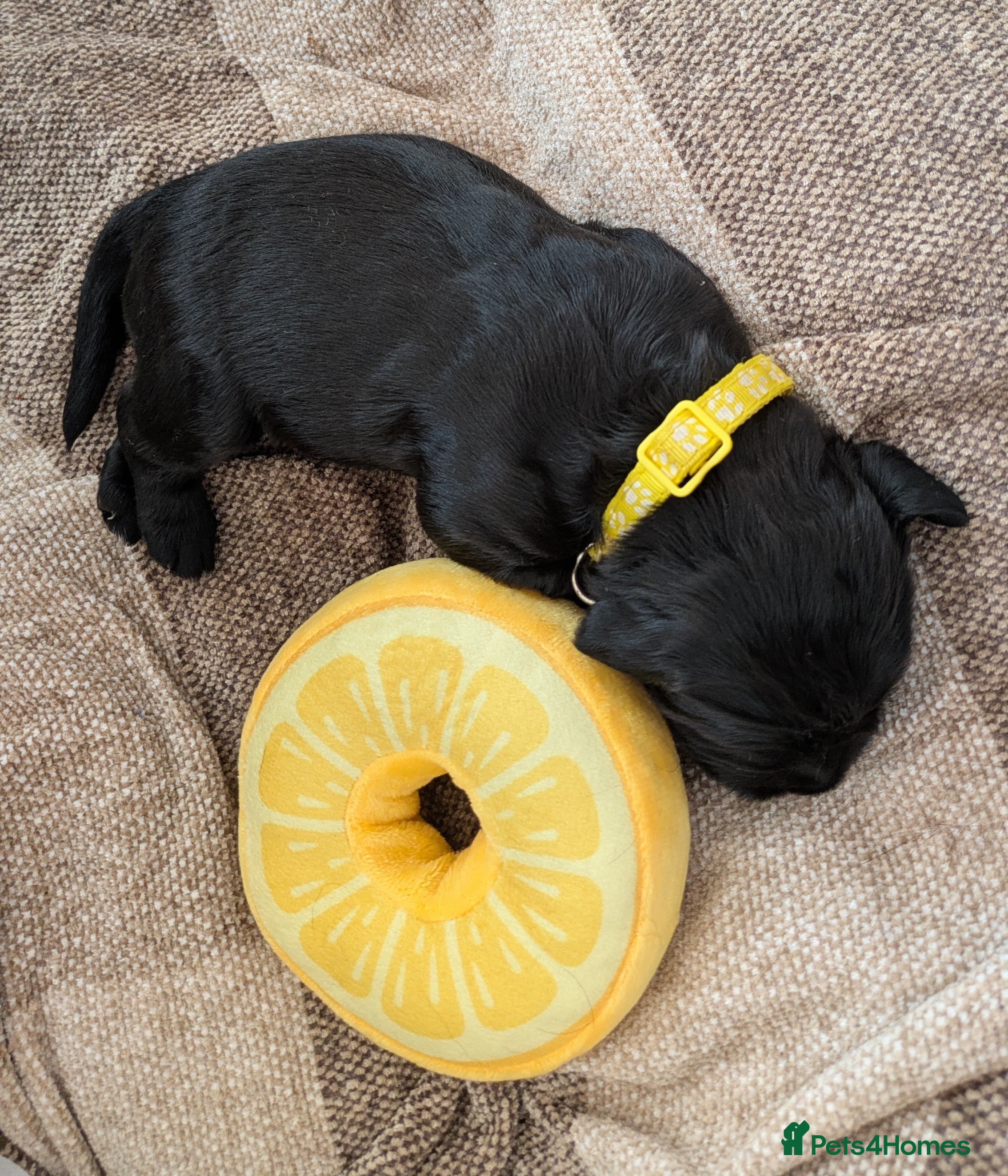 Sprocker dogs for sale: Sprocker puppies in Scunthorpe - Advert 15