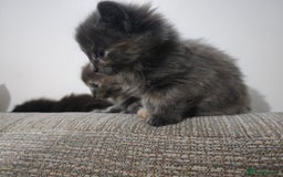 Nebelung cats for sale: Kittens  - Image 4