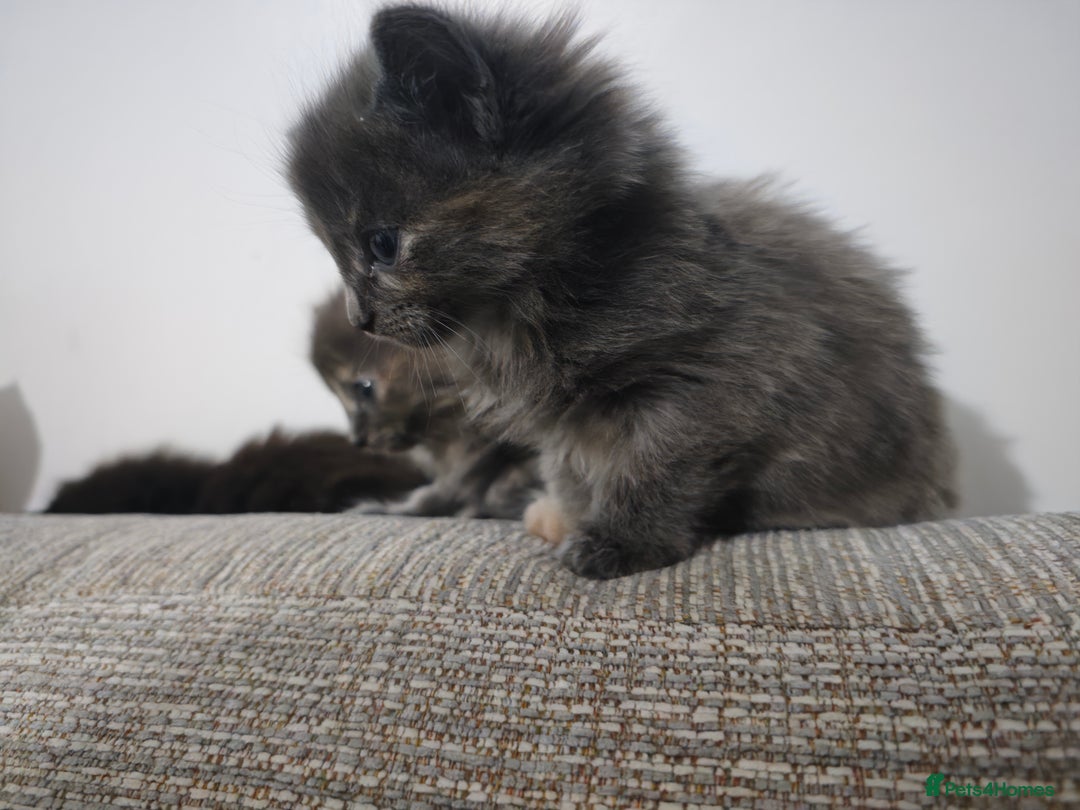 Nebelung cats for sale: Kittens  - Image 4