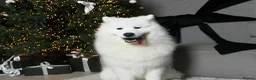 Samoyed dogs for sale: Kc registered Samoyed female - Advert 3
