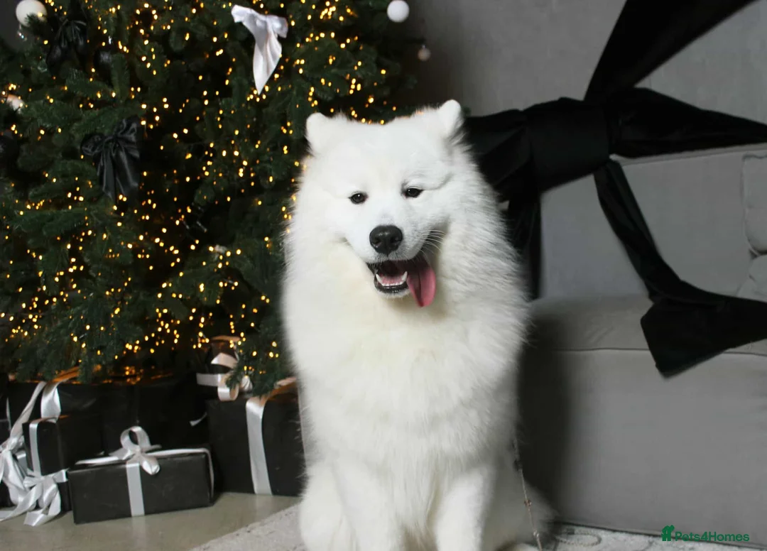 Samoyed dogs for sale: Kc registered Samoyed female - Advert 3
